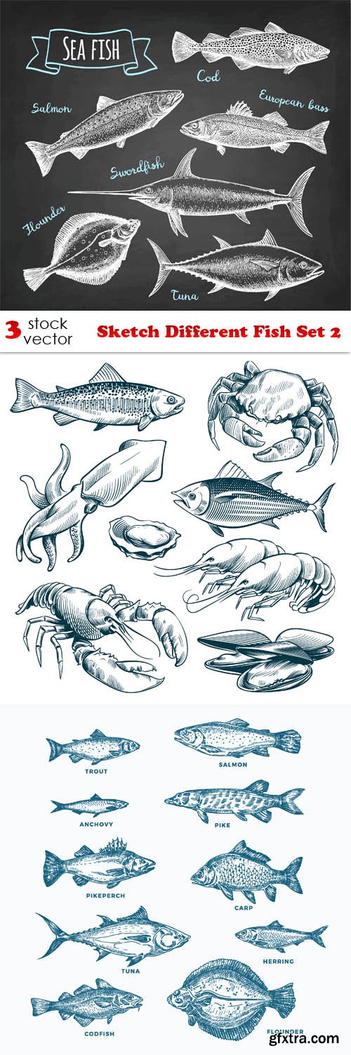 Vectors - Sketch Different Fish Set 2
