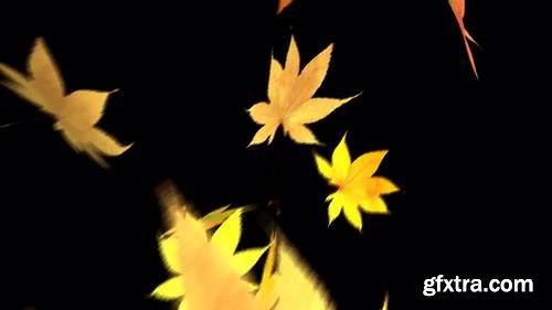 MA - Leaf Fall Transition Stock Motion Graphics 148849