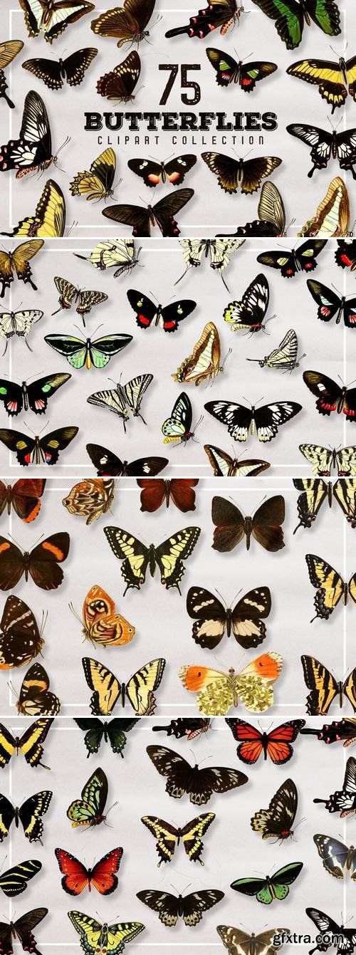 CM - Butterfly Illustration Bundle 1508506