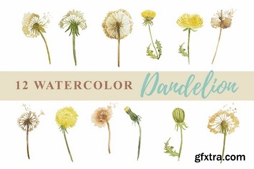 12 Watercolor Dandelion Illustration Graphics