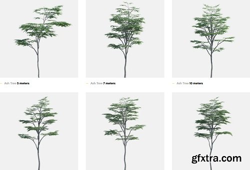 Polyget - Ash Tree 3D Models Collection