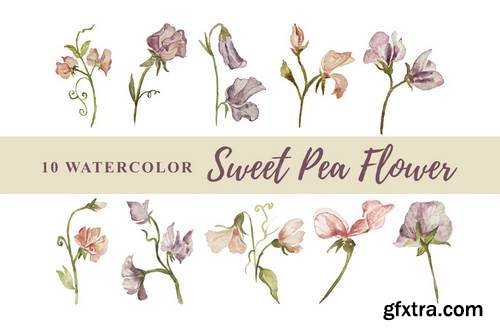 10 Watercolor Sweet Pea Flower Illustration