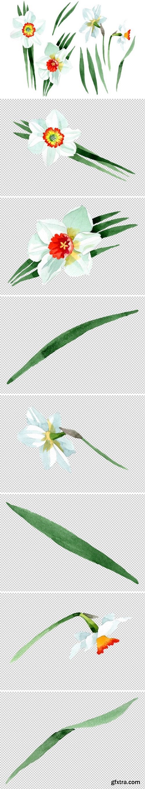 CM - White narcissus Watercolor png 3484024