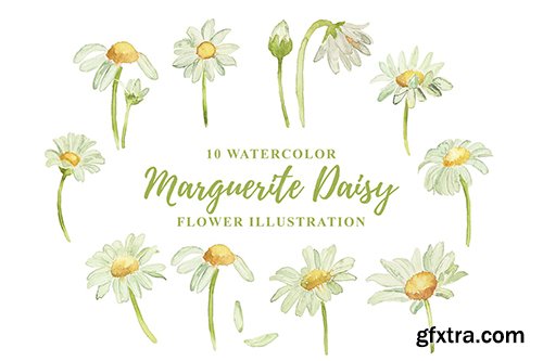 10 Watercolor Marguerite Daisy Flower Illustration