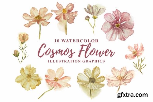 10 Watercolor Cosmos Flower Illustration Graphics