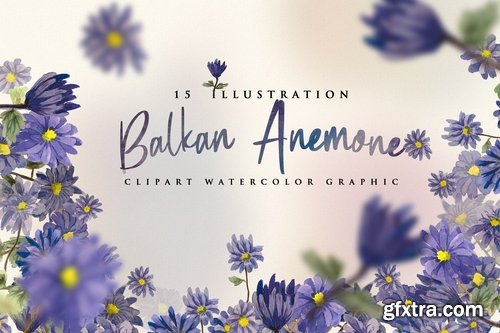 15 Watercolor Balkan Anemone Flower Illustration