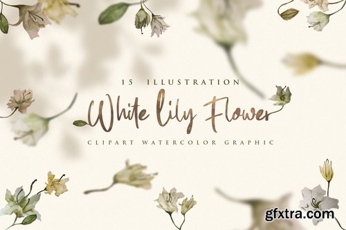 15 Watercolor White Lily Flower Illustration