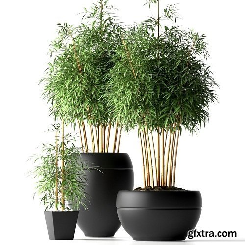Bamboo Plant 3D model