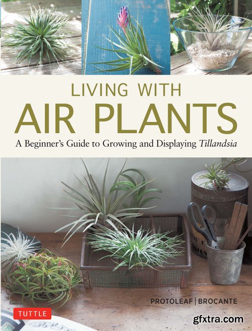 Living with Air Plants: A Beginner\'s Guide to Growing and Displaying Tillandsia
