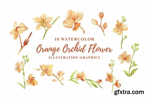 10 Watercolor Orange Orchid Flower Illustration