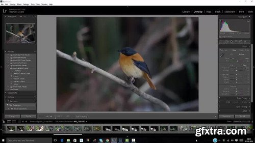 Bird Photography: Post Processing, Removing Noise