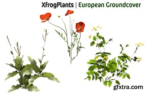 XfrogPlants - European Groundcover