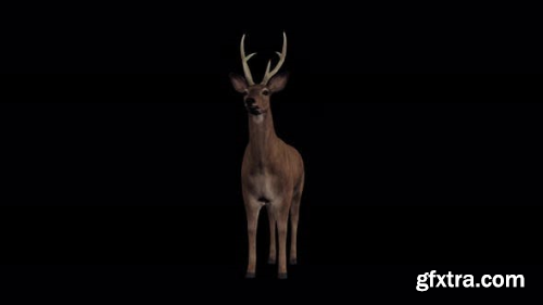 VideoHive 4K Deer Idle Front 23720254