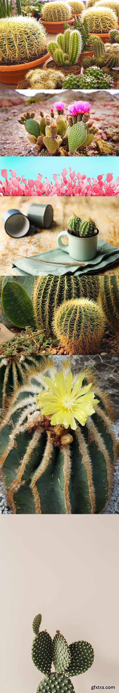 Photo - Cactus - 14xJPGs
