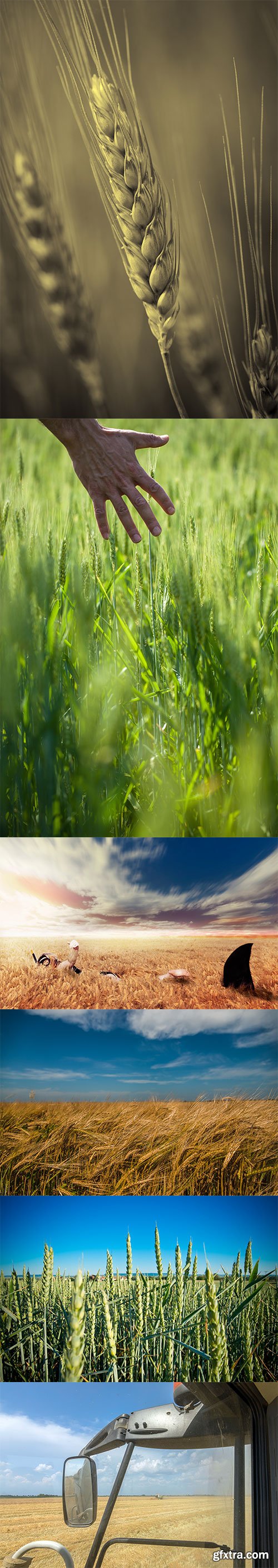 Photo - Field Of Wheat - 8xJPGs