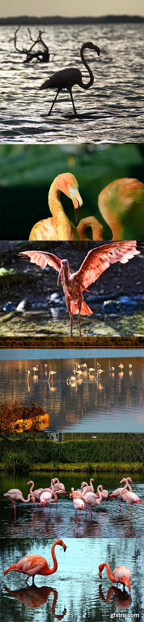 Photo - Flamingo - 9xJPGs