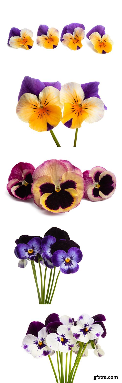 Pansy Isolated - 10xJPGs