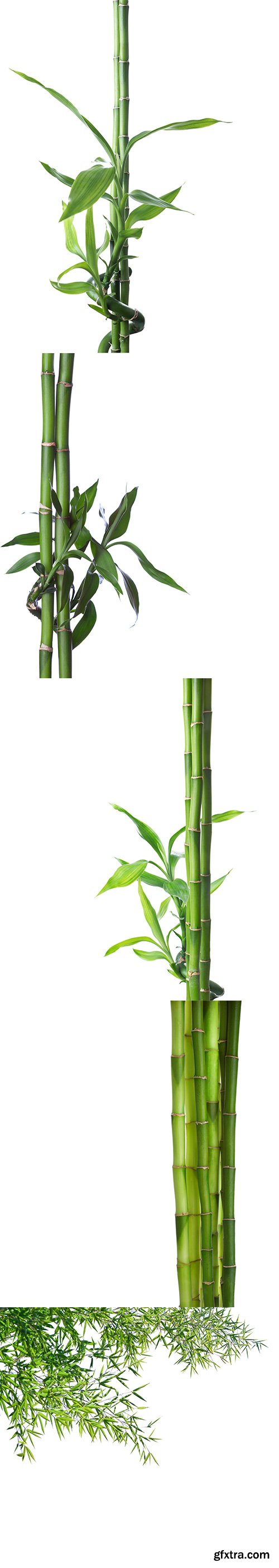 Bamboo Isolated - 5xJPGs