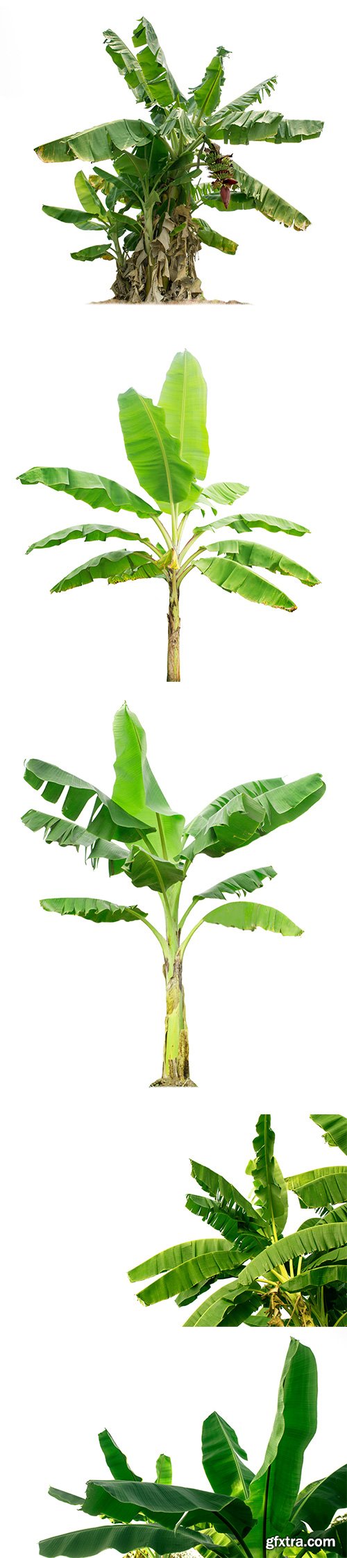 Banana Tree Isolated - 8xJPGs