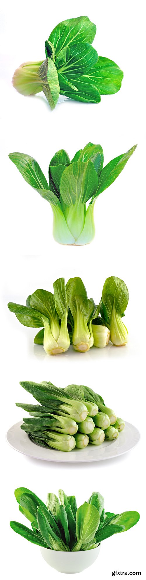 Bok Choy (Chinese Cabbage) Isolated - 9xJPGs