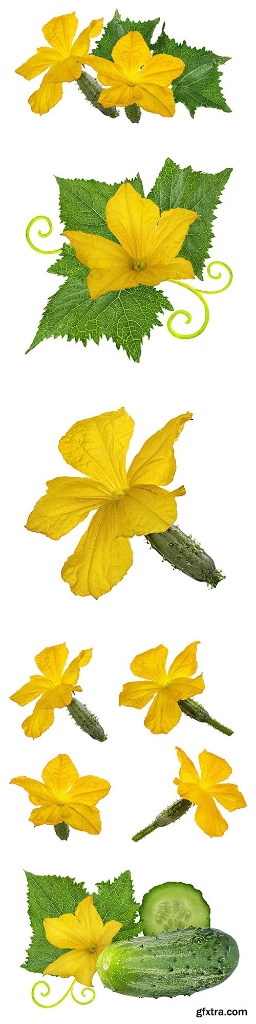 Cucumber Flower Isolated - 8xJPgs