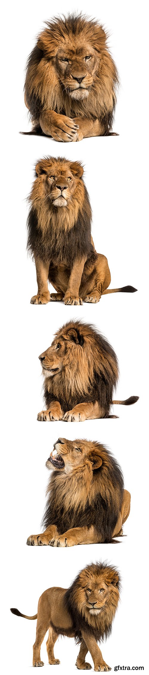 Lion Isolated - 15xJPGs