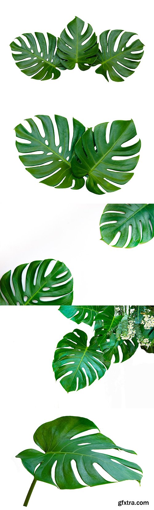 Monstera Leaves Isolated - 10xJPGs