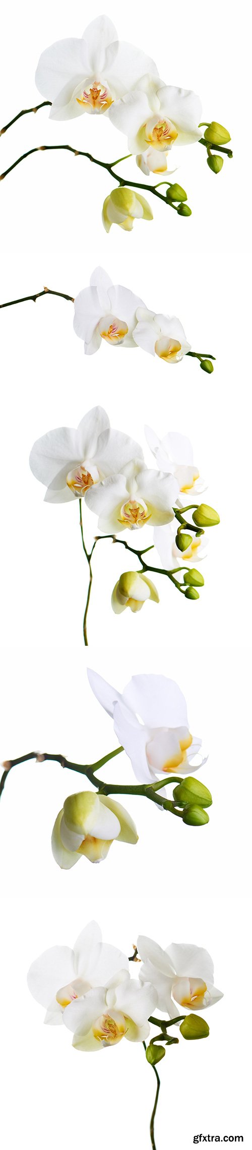 Orchid Isolated - 10xJPGs