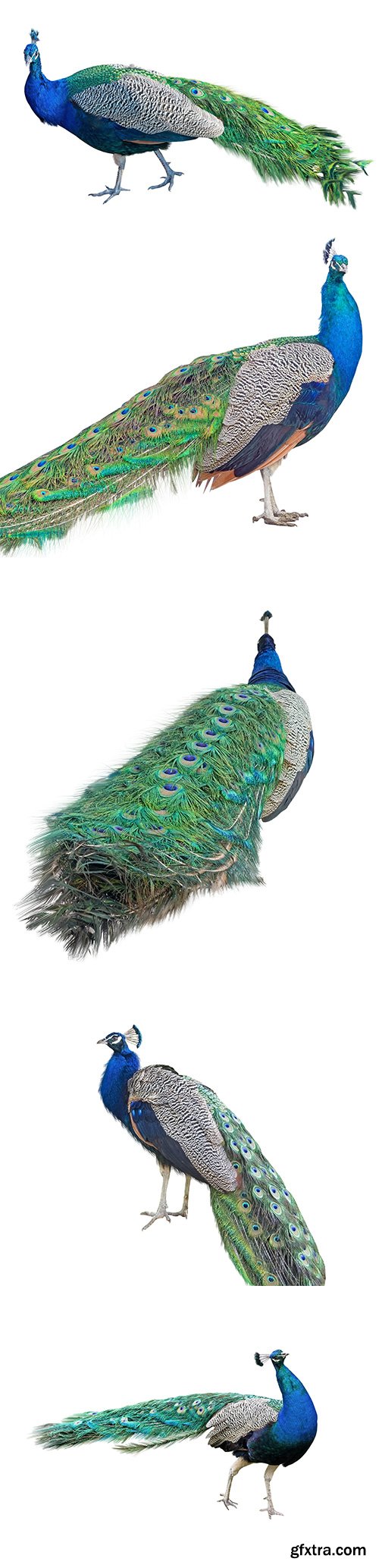 Peacock Isolated - 10xJPGs