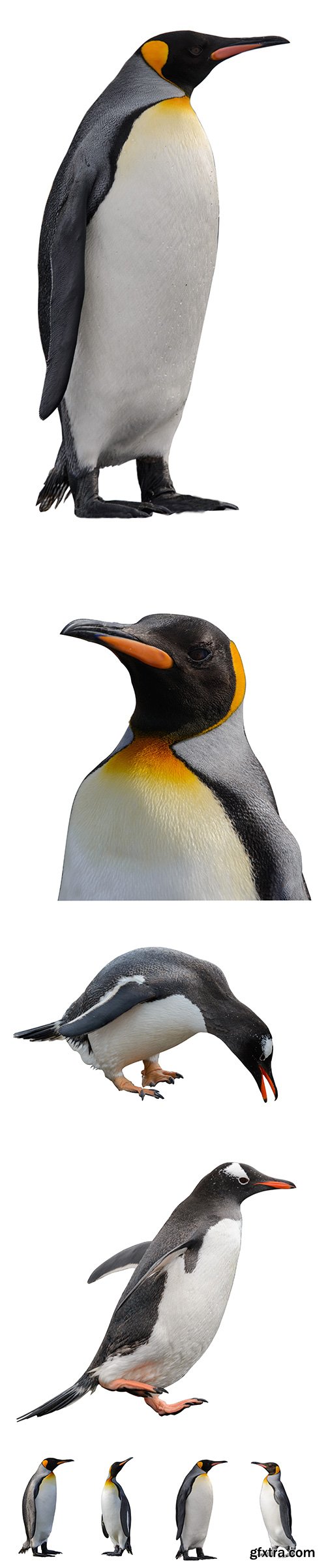 Penguin Isolated - 13xJPGs