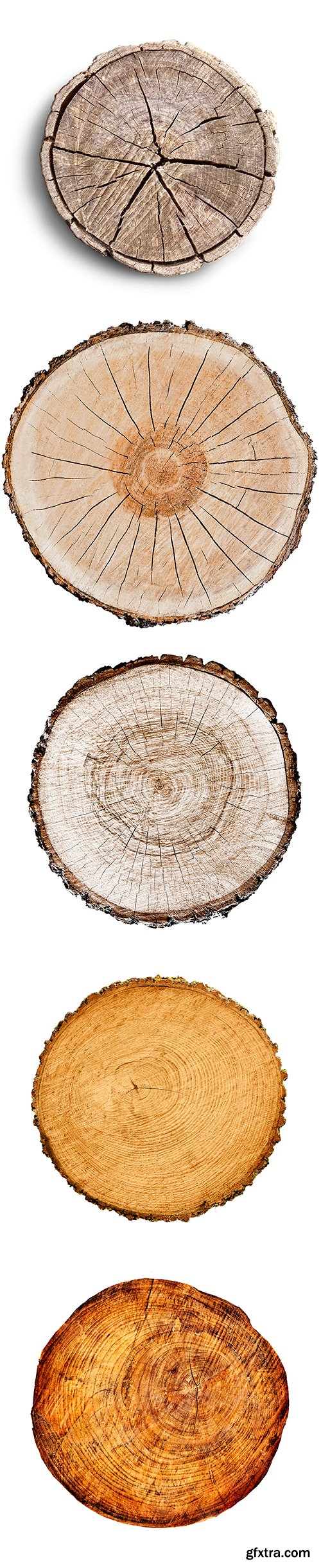 Smooth Cross Section Tree Stump Slice Isolated - 8xJPGs