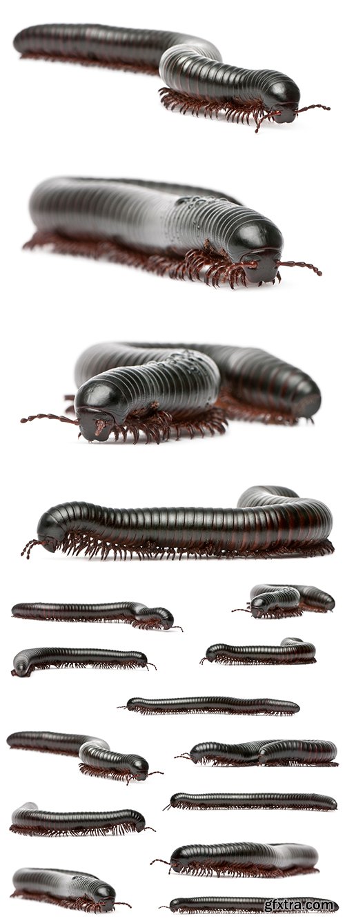 Black Millipede Isolated - 10xJPGs