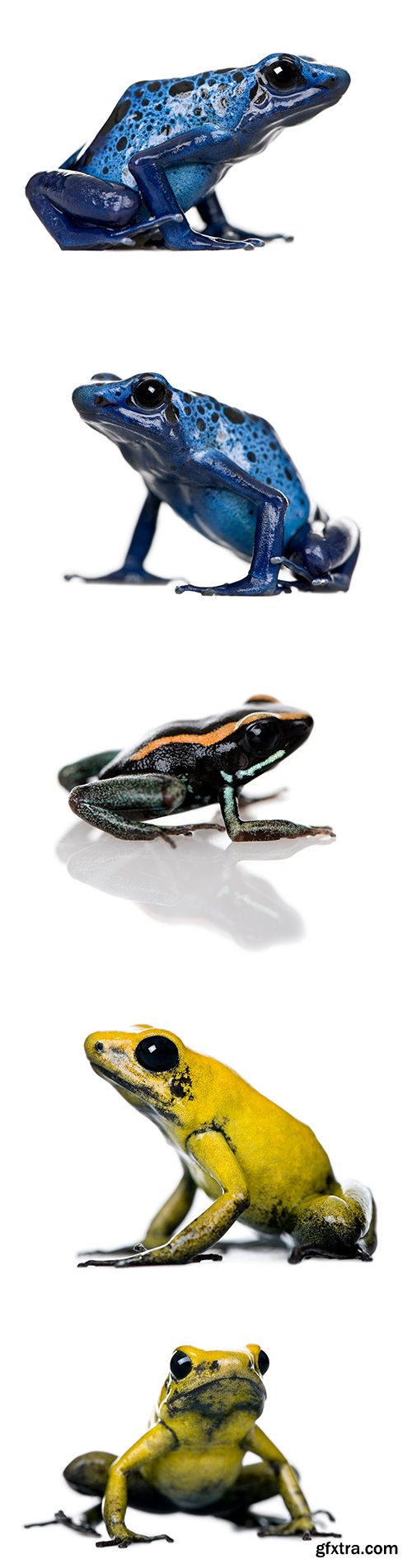 Colorful Poison Frog Isolated - 11xJPGs