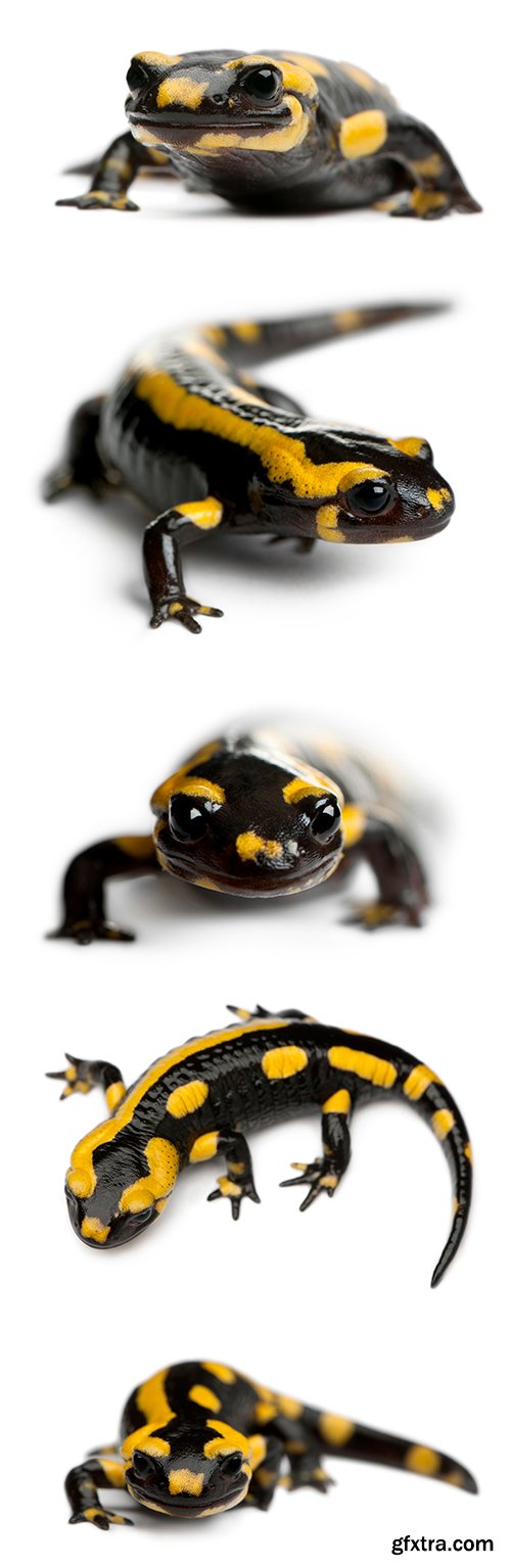 Fire Salamander Isolated - 15xJPGs