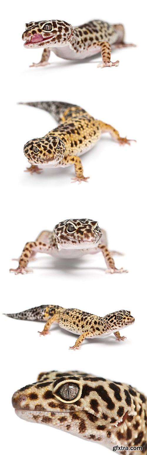 Leopard Gecko Isolated - 9xJPGs