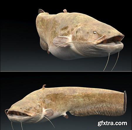 Catfish Rigged - 3D Model