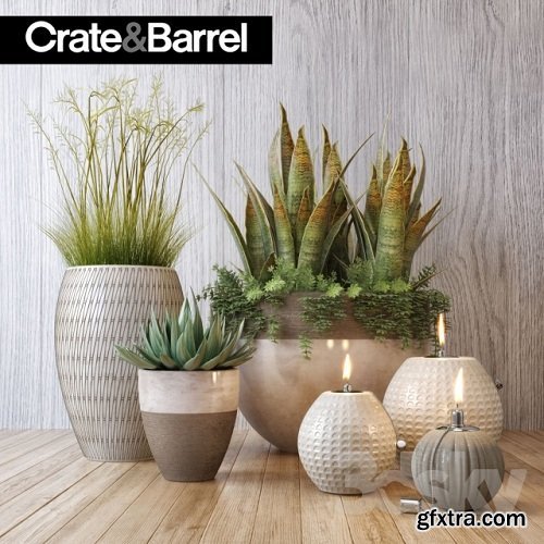 Crate & Barrel plant set