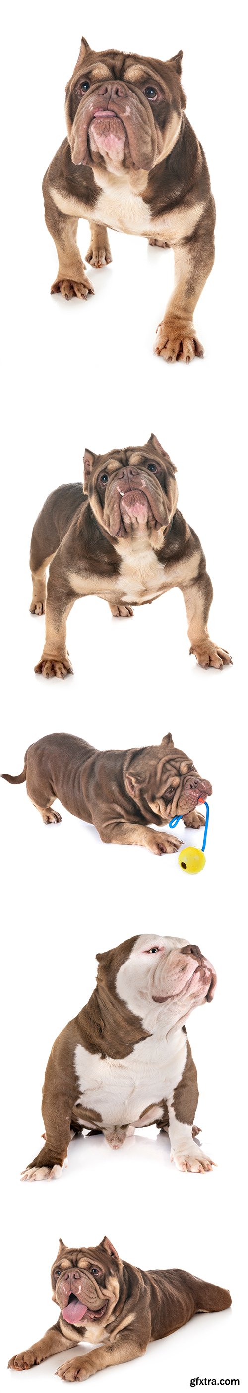American Bully Isolated - 10xJPGs
