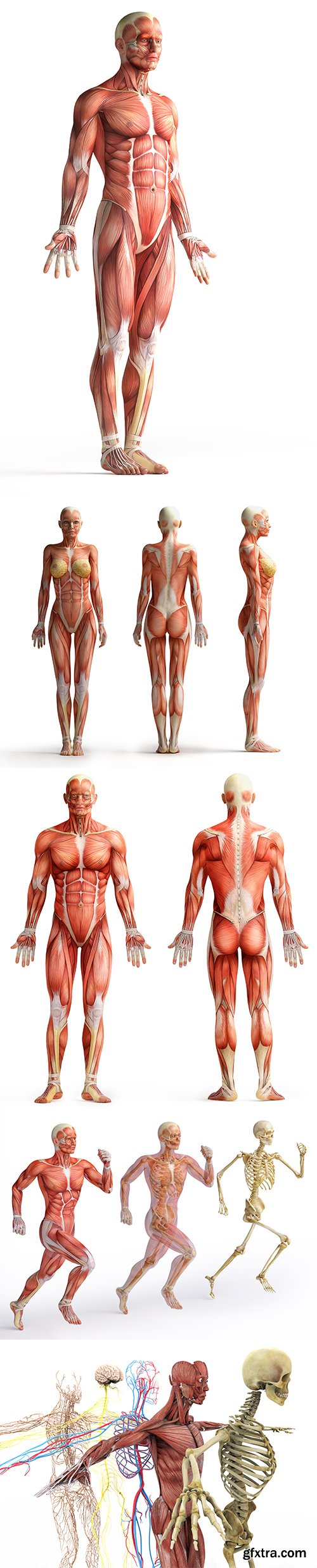 Anatomy Isolated - 8xJPGs