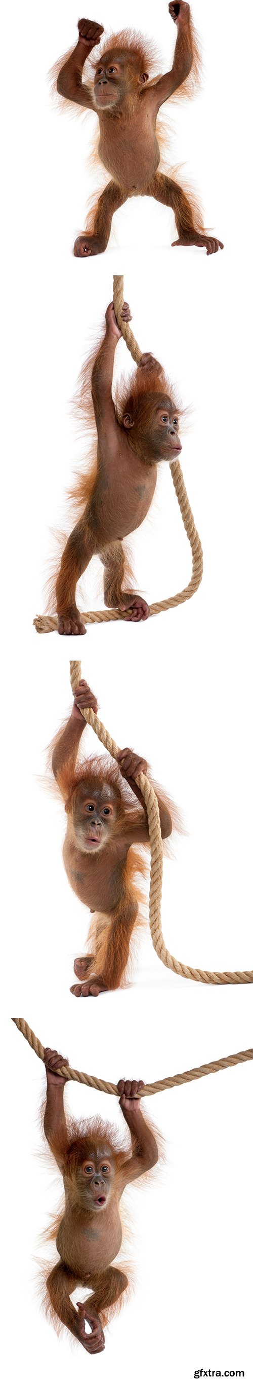 Baby Sumatran Orangutan Isolated - 12xJPGs