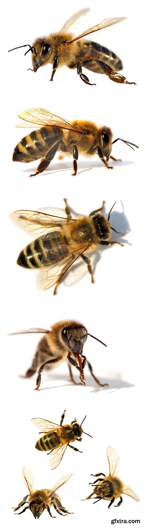 Bee Isolated - 13xJPGs