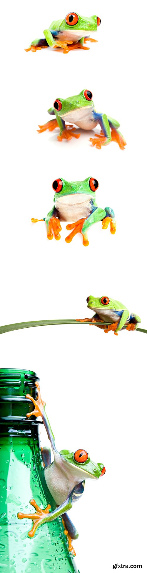Frog Isolated - 10xJPGs