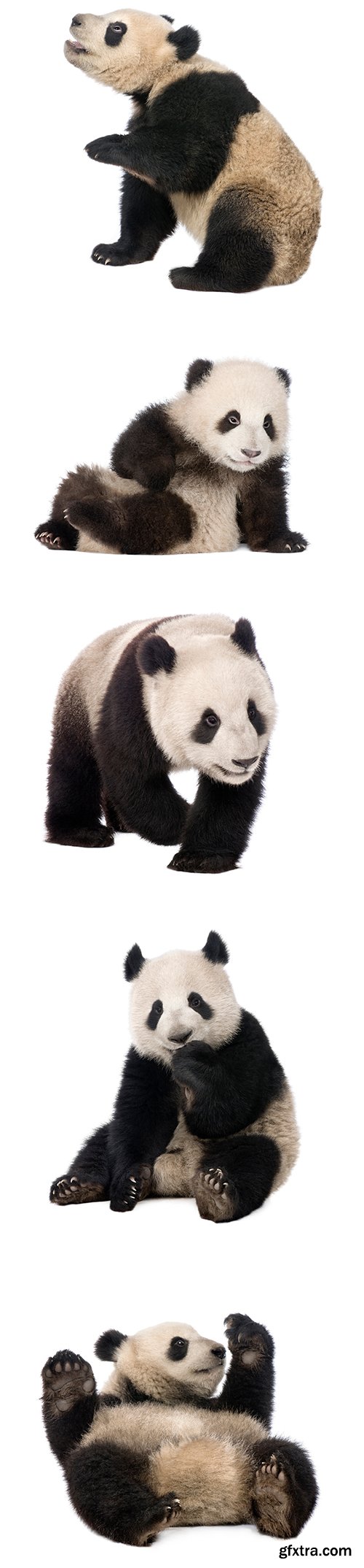 Giant Panda Isolated - 15xJPGs