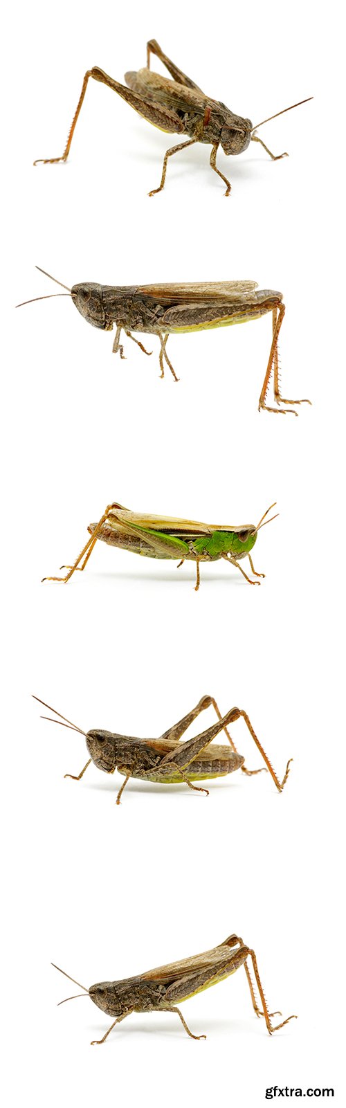 Grasshopper Isolated - 7xJPGs