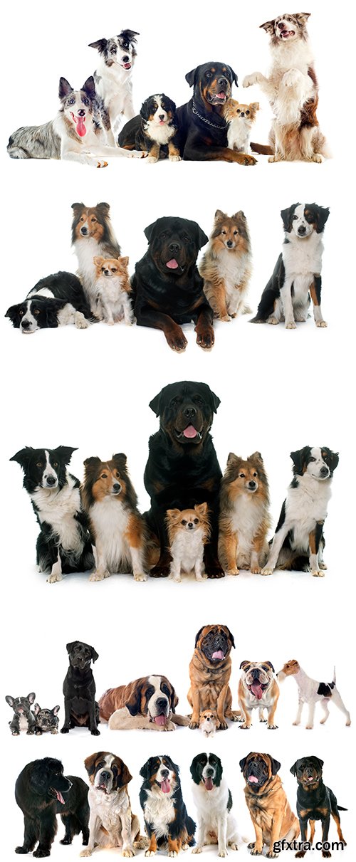 Group Of Dog Isolated - 10xJPGs