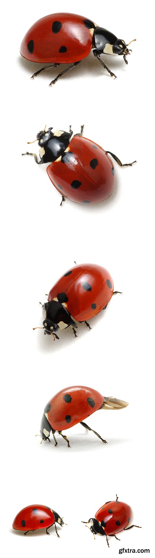 Ladybugs Isolated - 13xJPGs