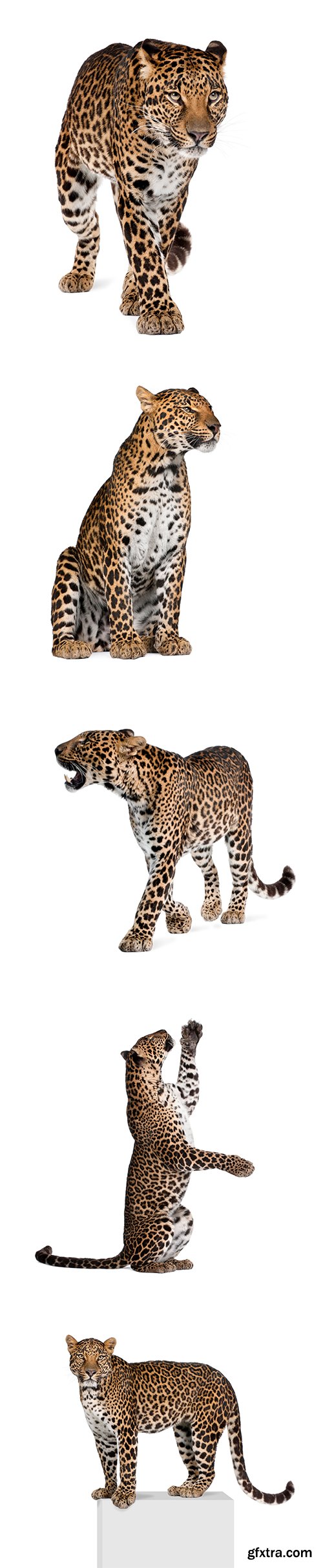 Leopard Isolated - 10xJPGs