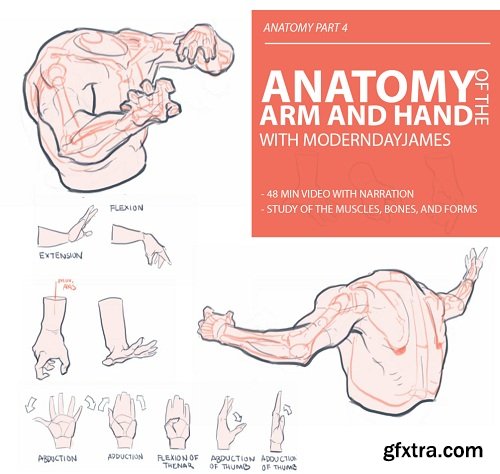 Gumroad – Anatomy 4 - Arm and Hand