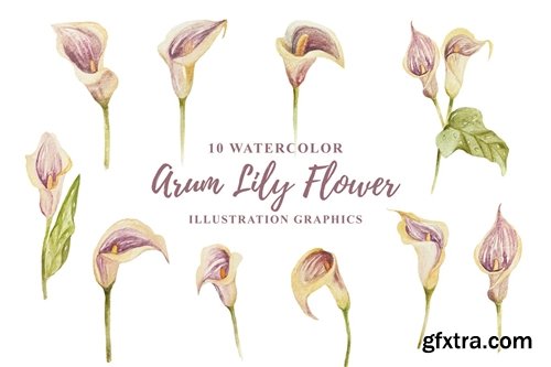 10 Watercolor Arum Lily Flower Illustration