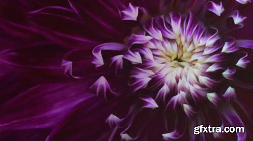CreativeLive - The Art of Flower Photography